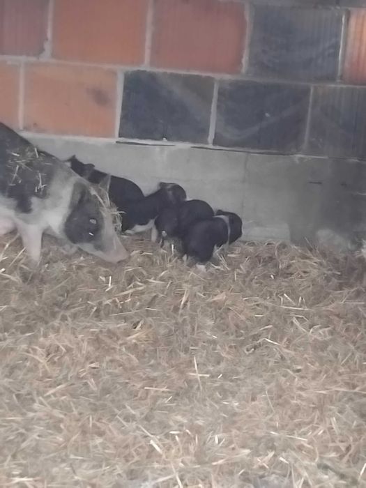 Sprzedam świnki wietnamskie