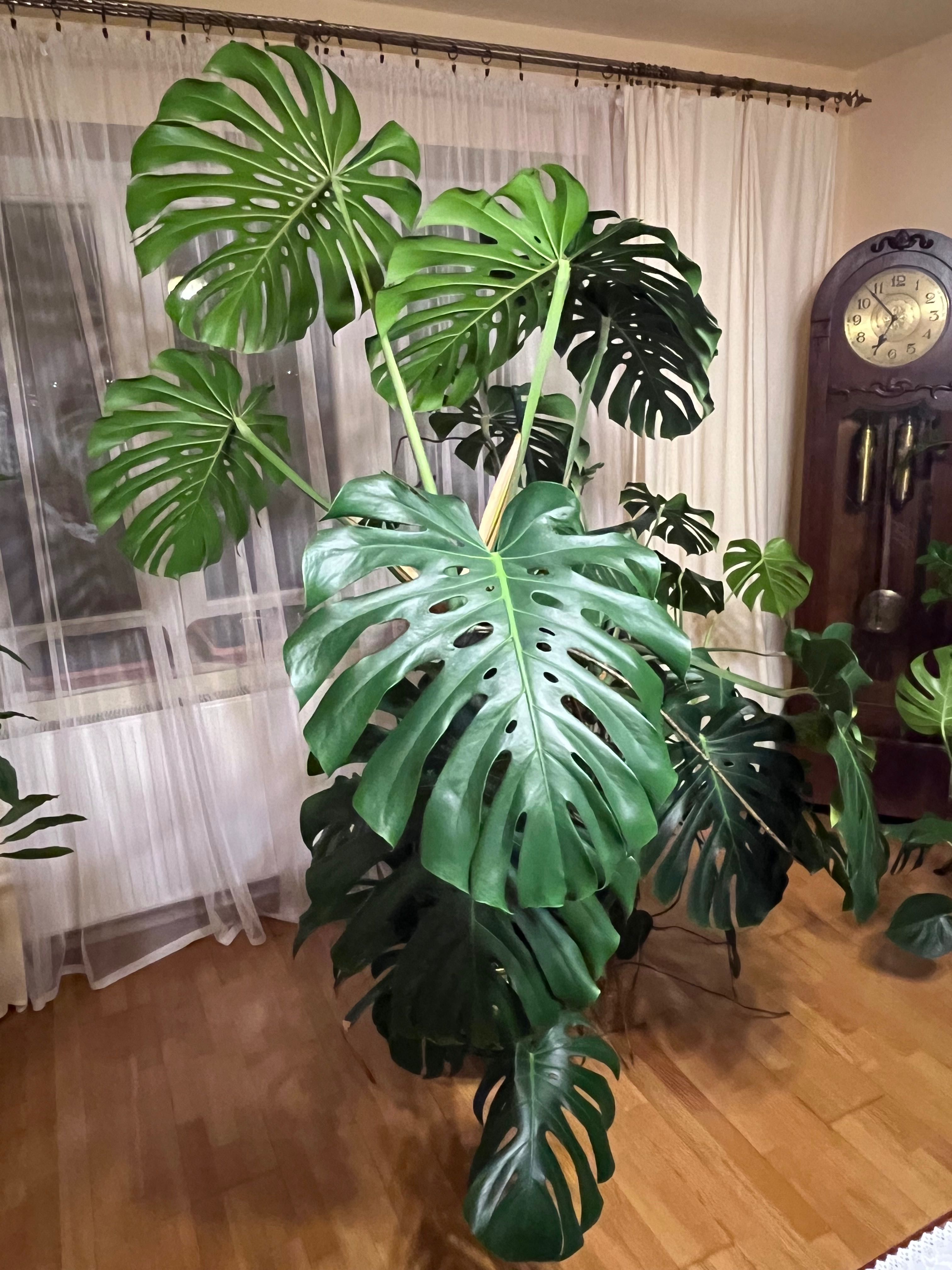 Monstera ok 200 cm wysokosci.