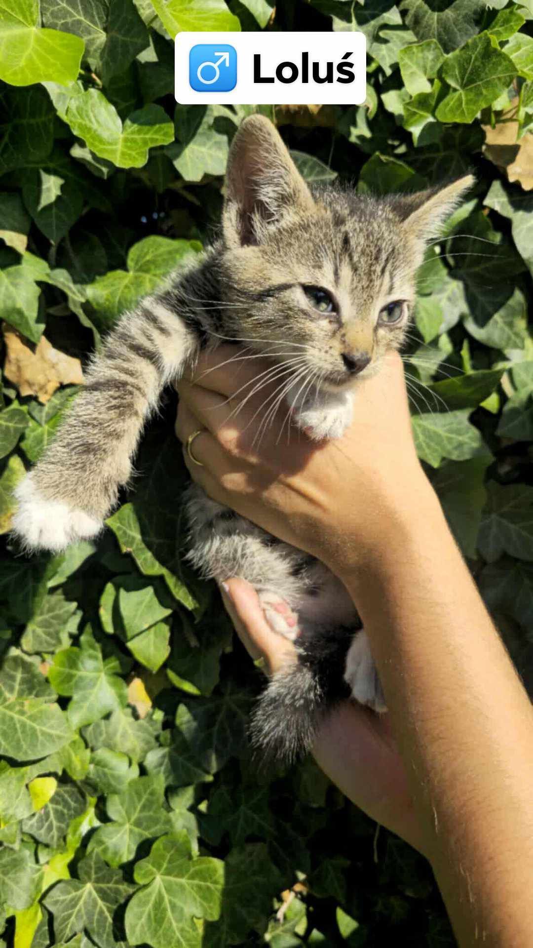 Kot koty kocur , kotki do adopcji