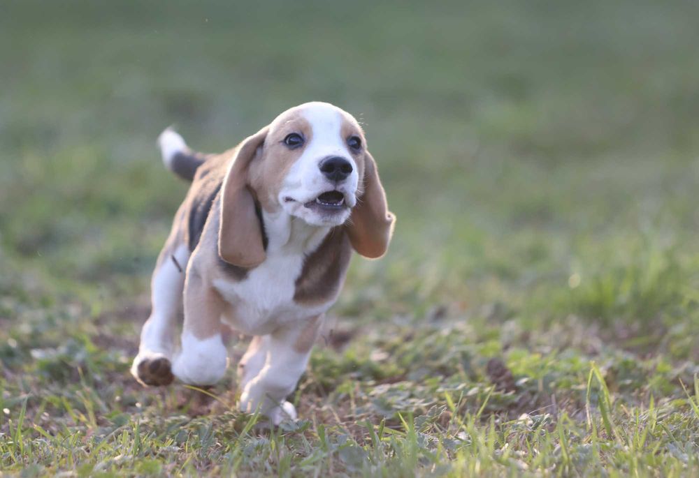 Краще цуценя бігля