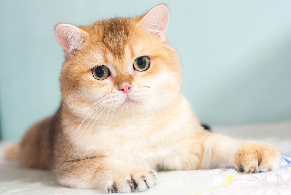 Шикарный вяжущий молодой котик золотая шиншилла (ny 11)