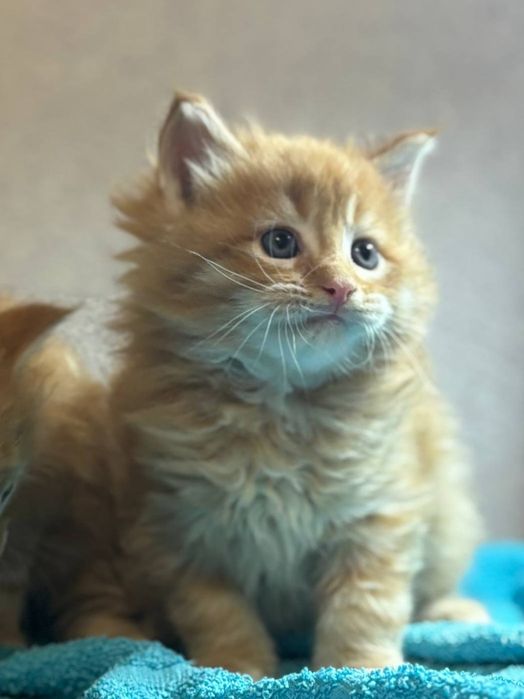 Котята к Новогодним праздникам.