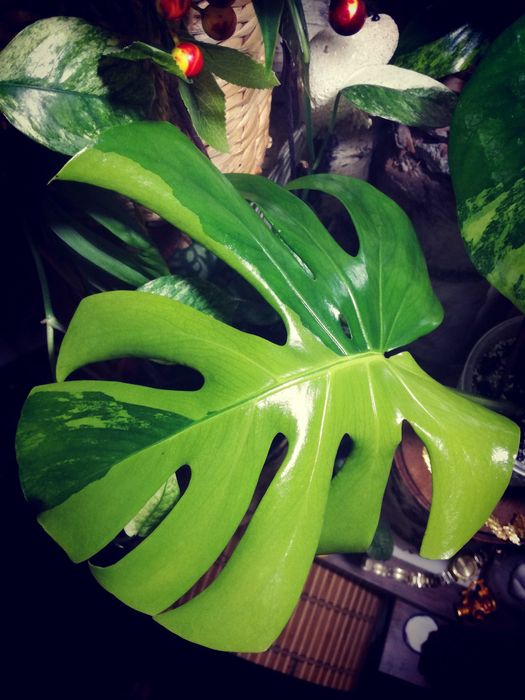 Monstera Green on Green Variegata mint philodendron big form