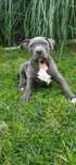 Szczeniak Amstaff