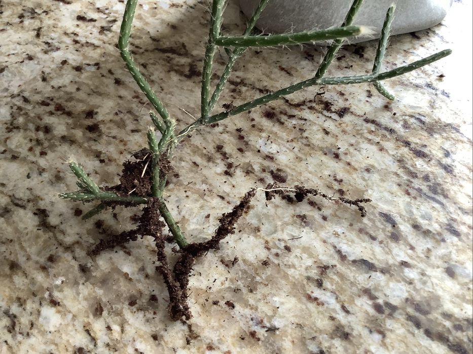 Kaktus zwisający Rhipsalis cassutha sadzonka ukorzeniona