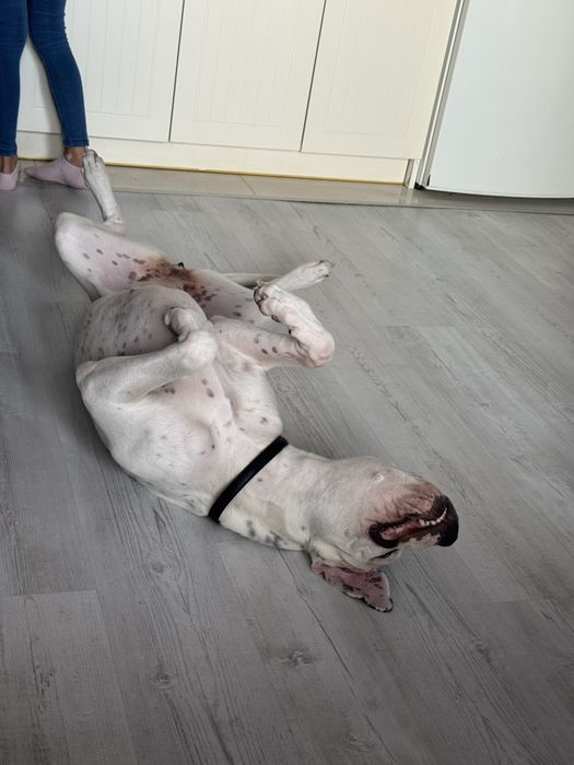 Suczka dog argentynski 14 miesięcy