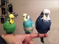 Хвилясті папуги напівчехи, волнистые попугаи получехи разных возрастов