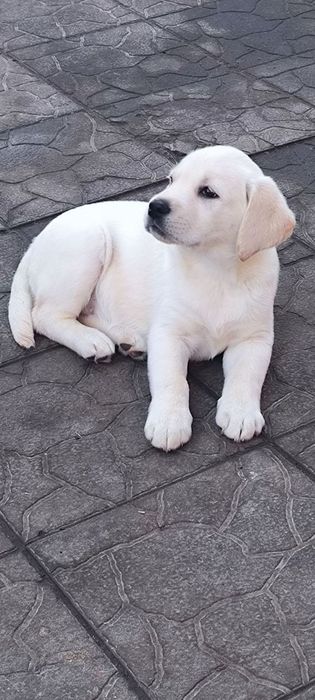 Цуценята Лабрадора з розплідника
Професійний підхід до розведення, від