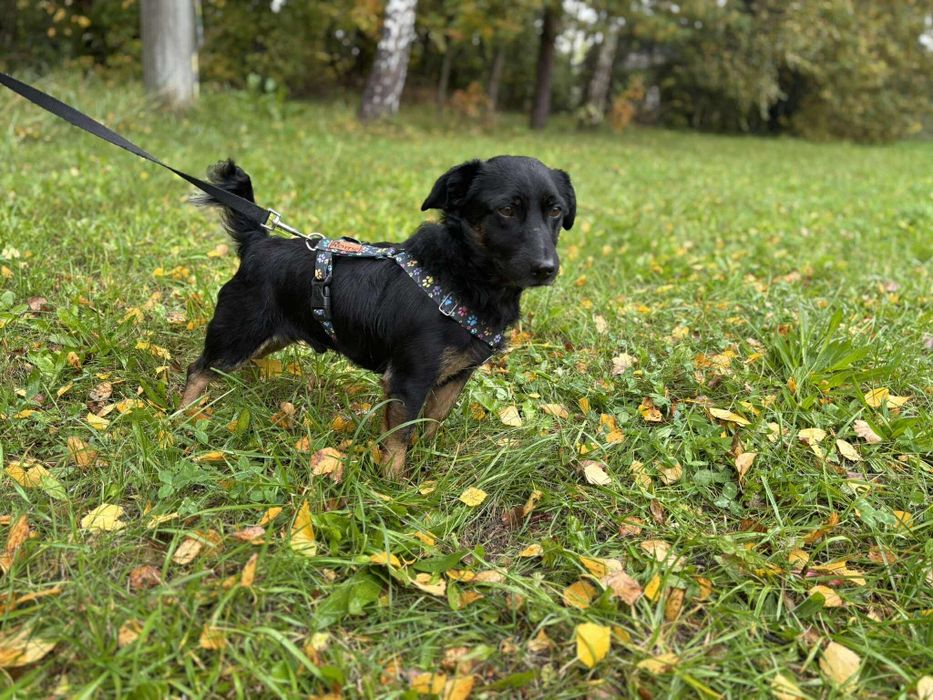 Piesek samiec do adopcji