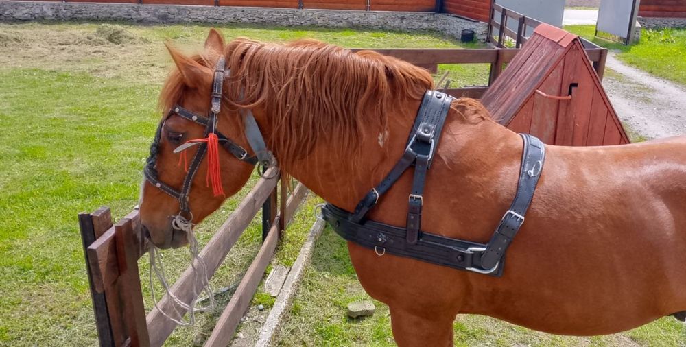 Шлея,посторонки ошийники вішки хомути сіделька підпруга дуга  гужі