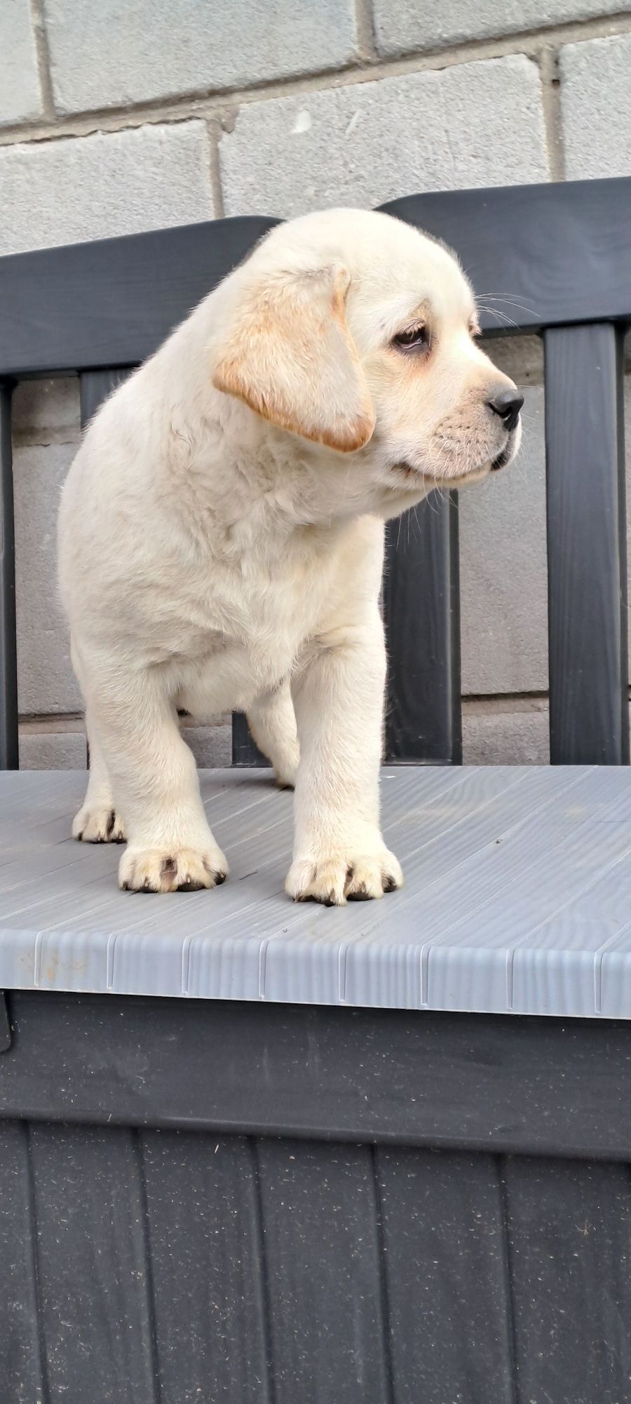 Labrador retriever
