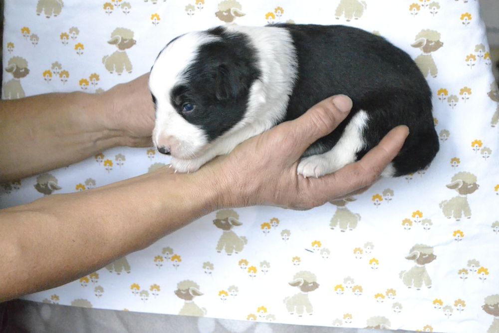 Щенки Бордер Колли КСУ