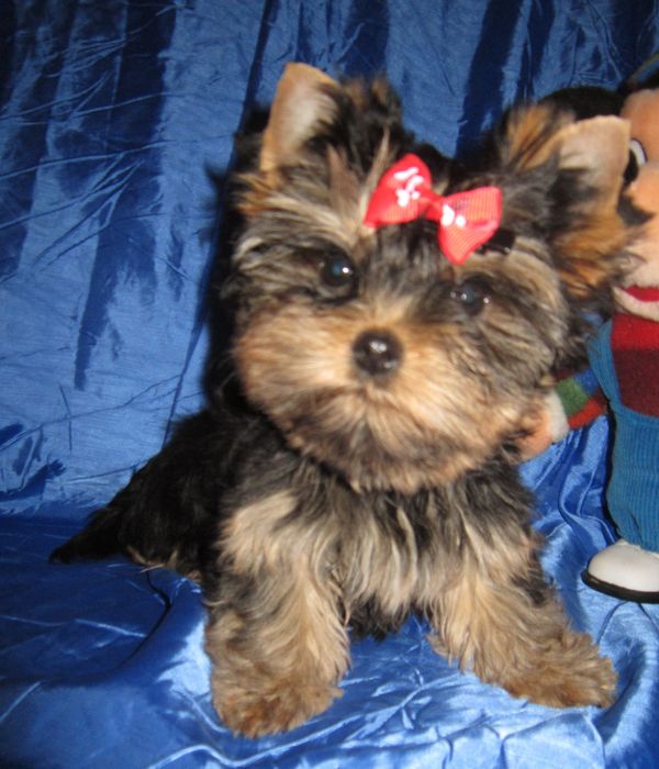 Достойная девочка йоркширского терьера .Док.КСУ , ветпаспорт.