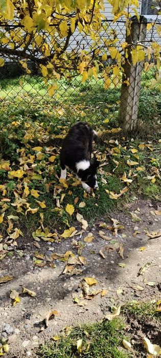 Border Collie ur.09. 06. 2025