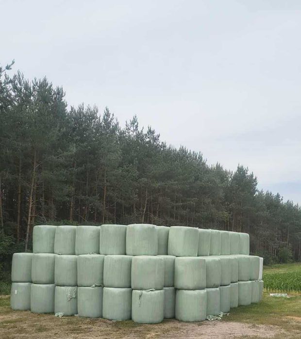 Sianokiszonka z mieszanki gorzowskiej w balotach