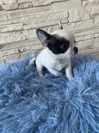 Uroczy piesek Chihuahua