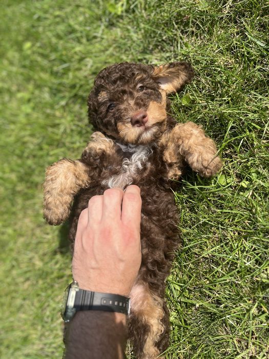 Lagotto z rodowodem FCI – wyjątkowi towarzysze na całe życie