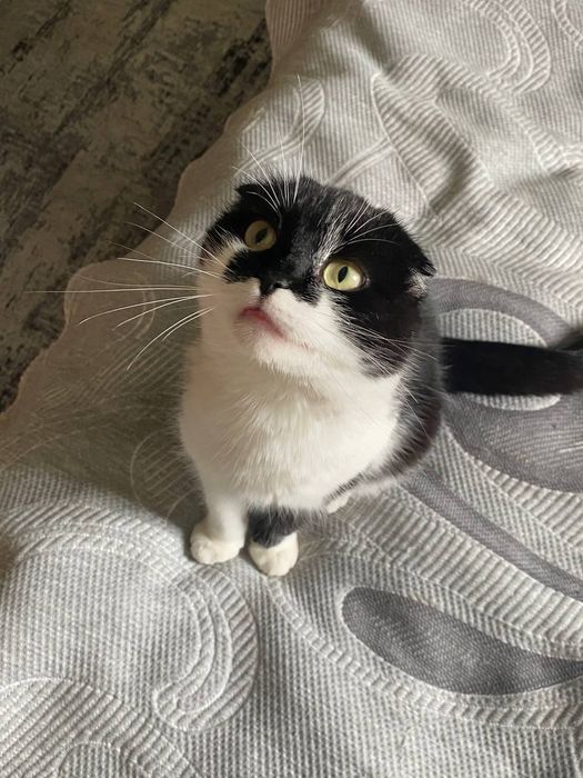 Шотландська висловуха кішка Марго шукає дім