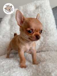 Chihuahua pies z rodowodem xxs miniaturka malutki  docelowo 1.5kg!