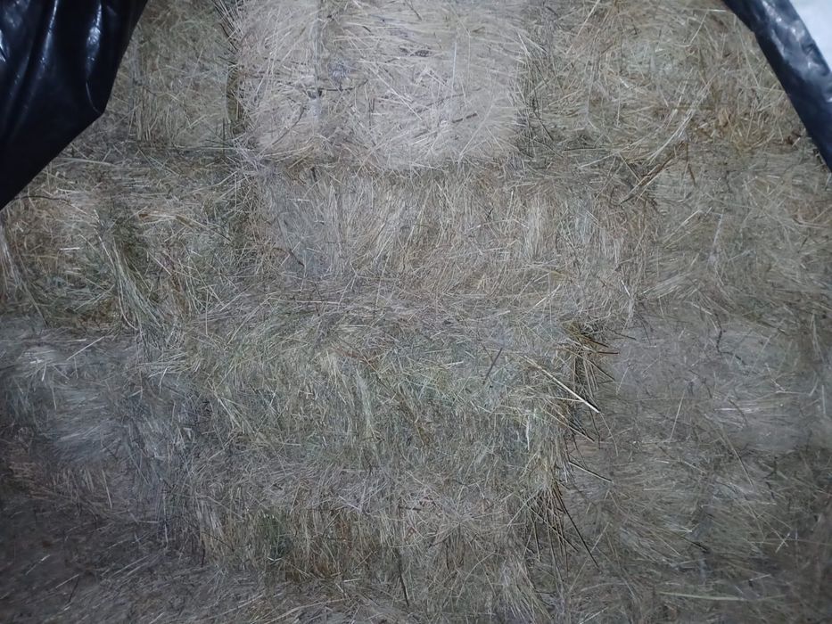 Продаю тюки сіна лугового