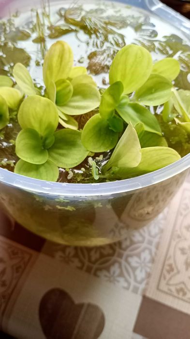 rośliny do akwarium