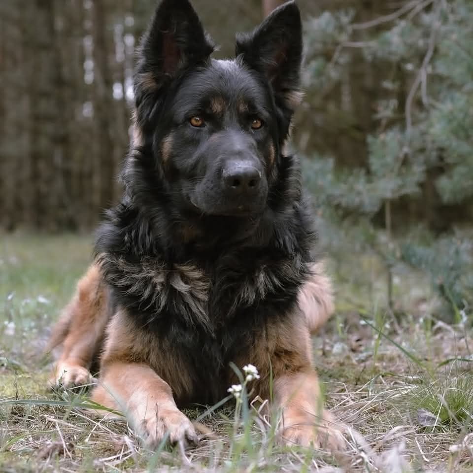 Owczarek niemiecki do adopcji