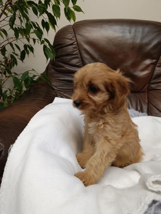 #suczka Cavapoo #