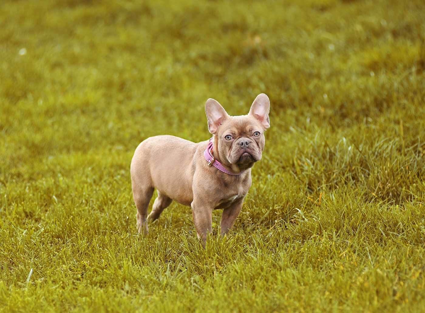 Buldog francuski-8 miesieczna suczka w rzadkim kolorze.Mini