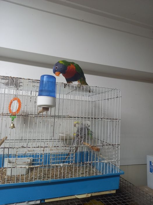 Loris molucano criado à mão