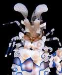 Krewetka Harlequin
