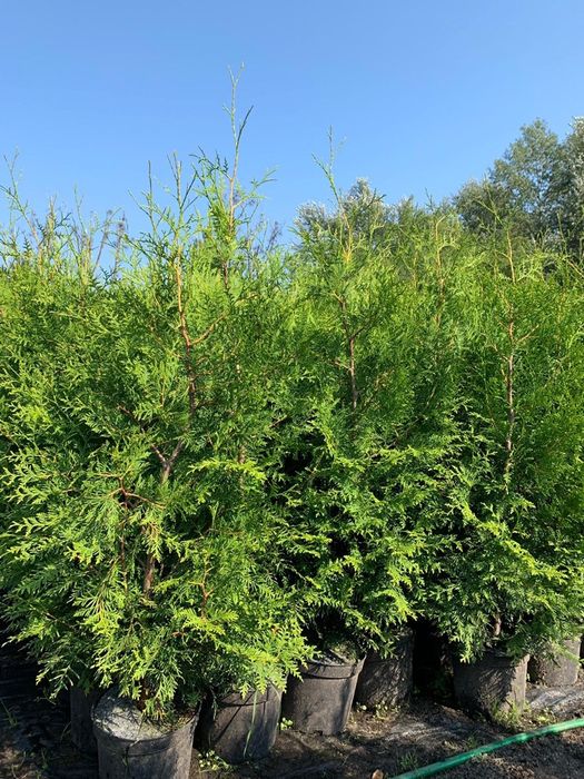 Thuja Brabant ok 1.7m/Tuja Brabant / Tuja Żywopłotowa