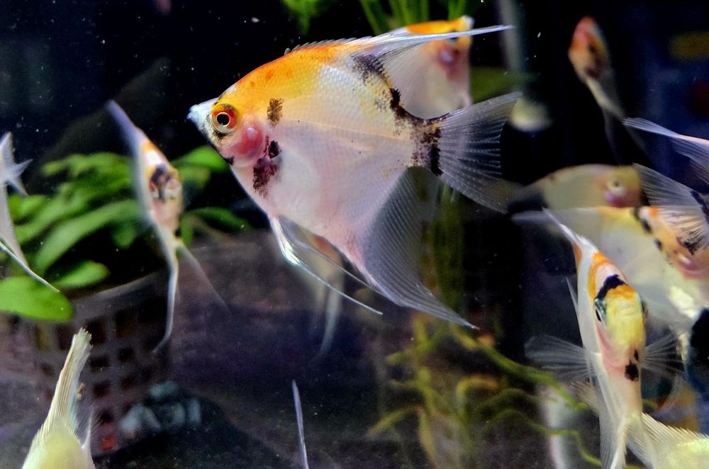 Skalar koi (wysyłamy)