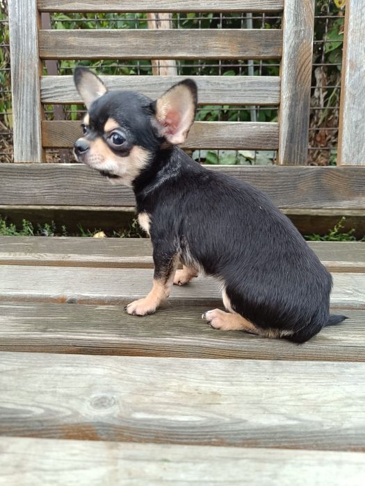 Juz do odbioru * Chihuahua suczka czarna podpalana