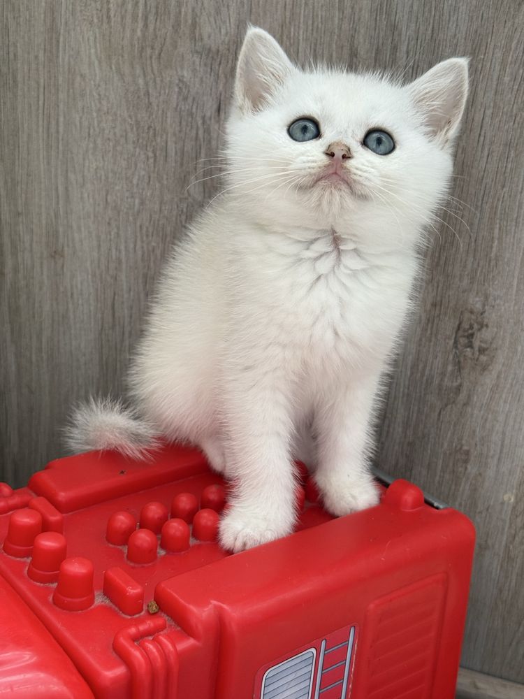 Macho chincila silver  british shorthair