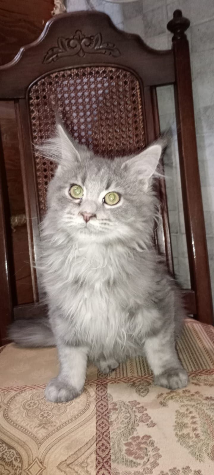 Ostatnia kotka niebieska Maine coon