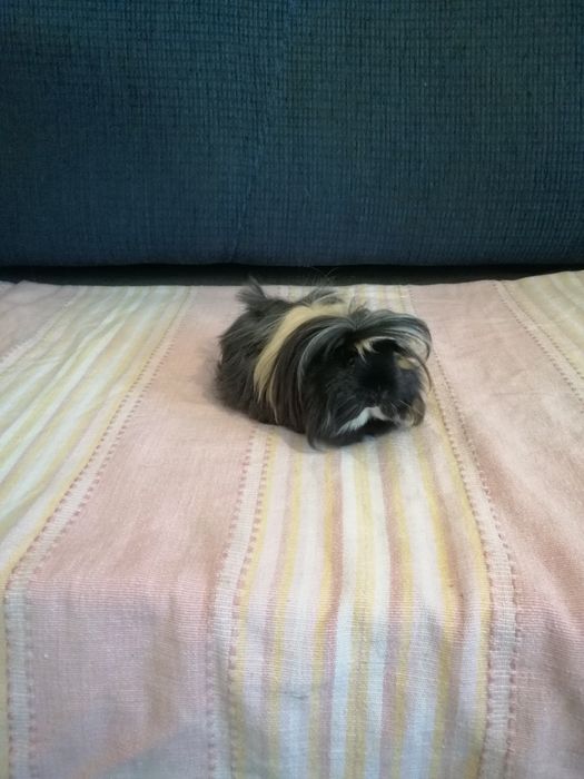 Świnka morska świnki morskie