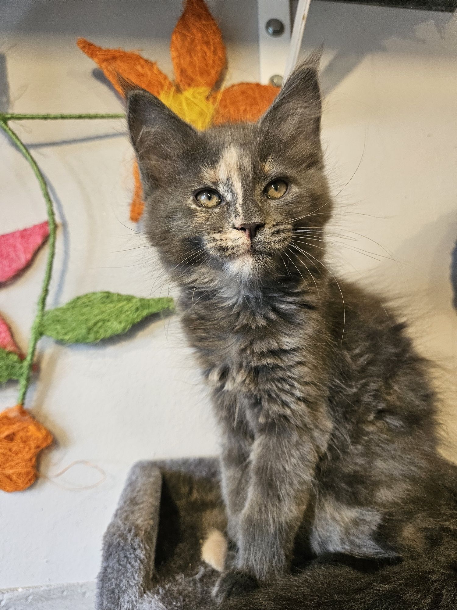 Maine coon kotka LUNA niebieski szylkret