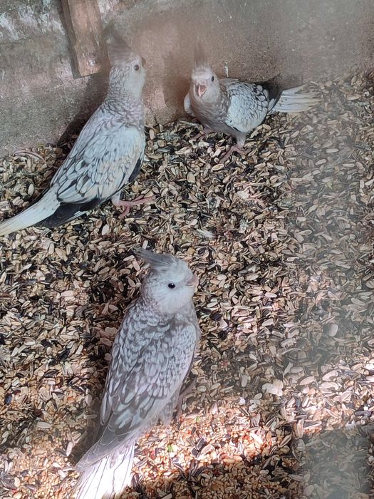 caturras Novas ja a comerem sozinhas