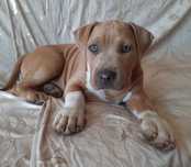 Piesek American Staffordshire Terrier Amstaff