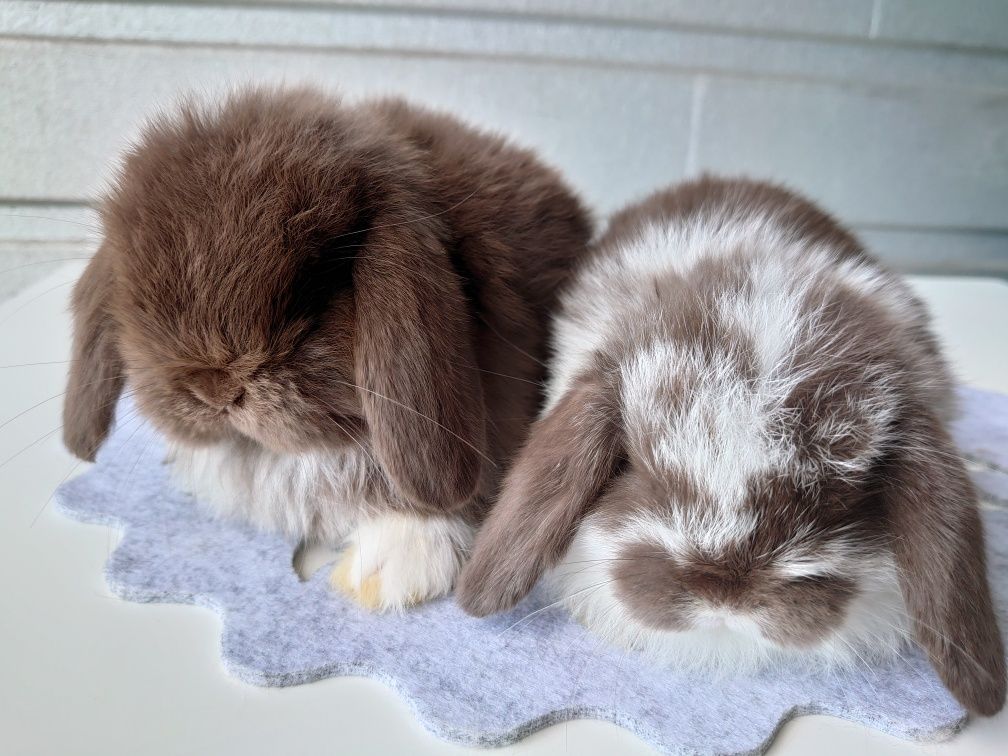 Króliki Mini -Lop