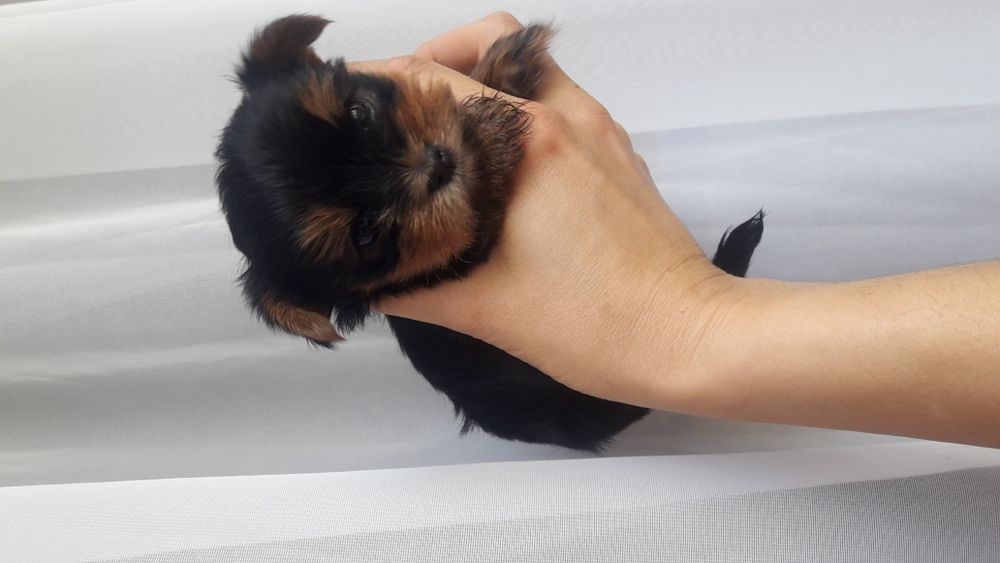 детки Йорики Одесса