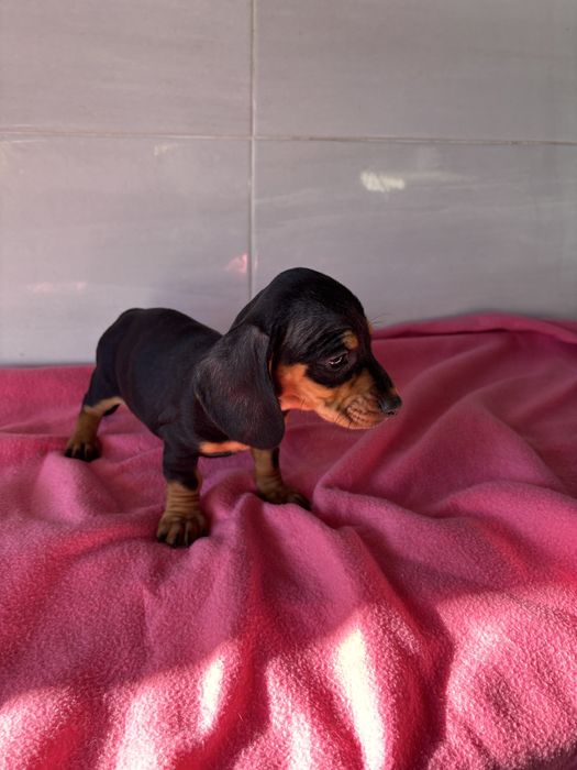 Teckel femea miniatura