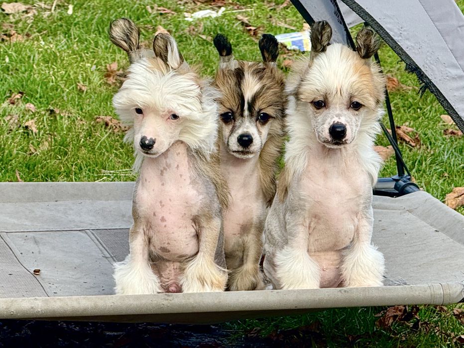 Chiński Grzywacz - piesek nagi / hl z metryką ZKwP