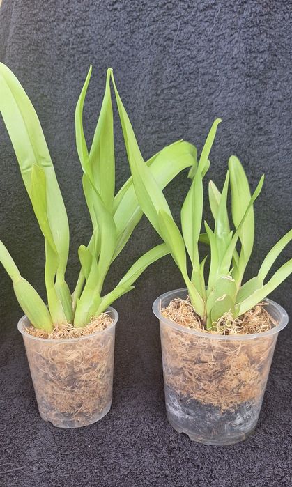 Орхідея Камбрія ароматна