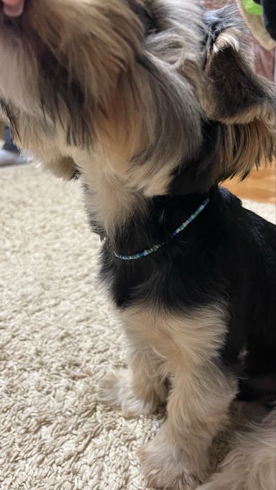 Бісерні прикраси для собак ручної роботи, 20 грн