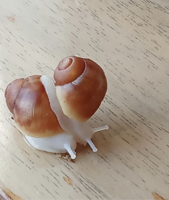 Улитята архахатины вентрикозы