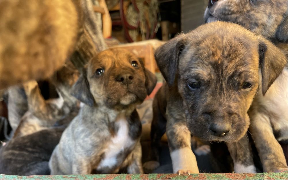 щенята підбуля