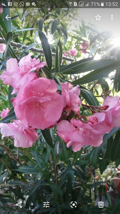 Продам  олеандр.