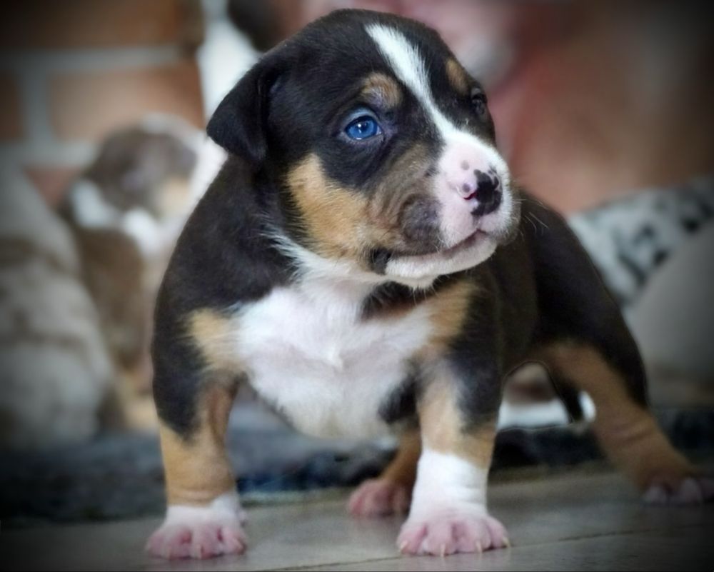 American Bully XL ABKC