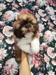 Shih tzu (samiec )
